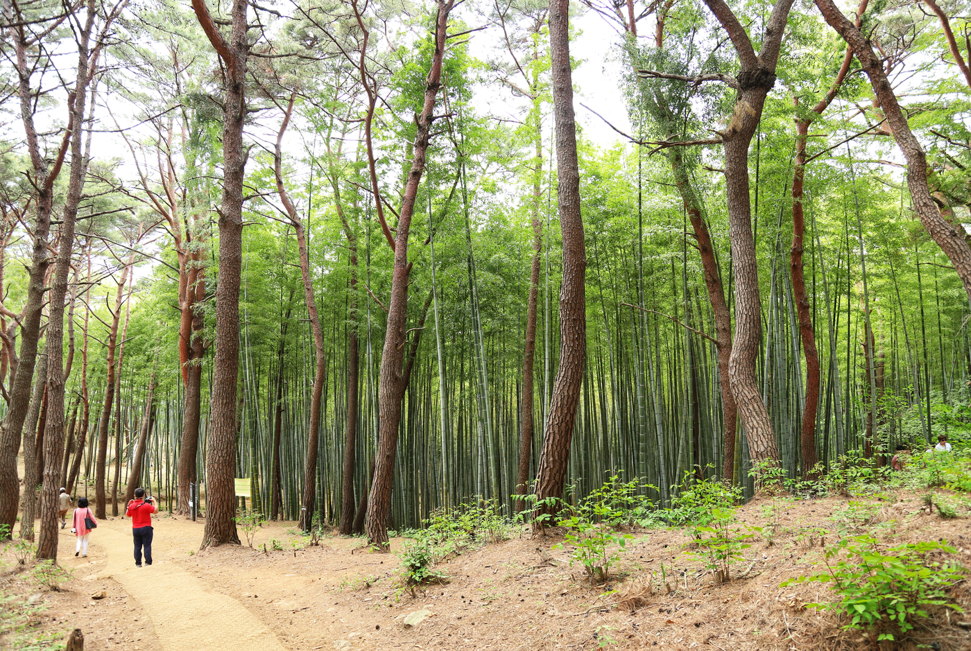 아홉산 대나무숲썸네일