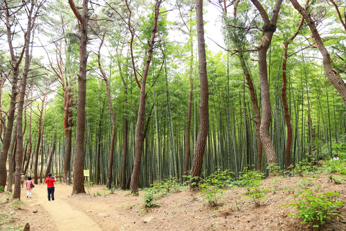 아홉산 대나무숲썸네일