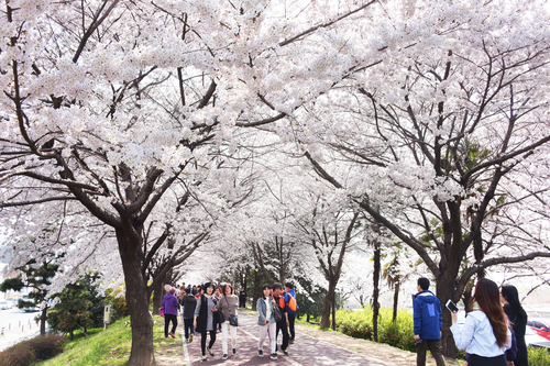 낙동강 정원 벚꽃 축제썸네일